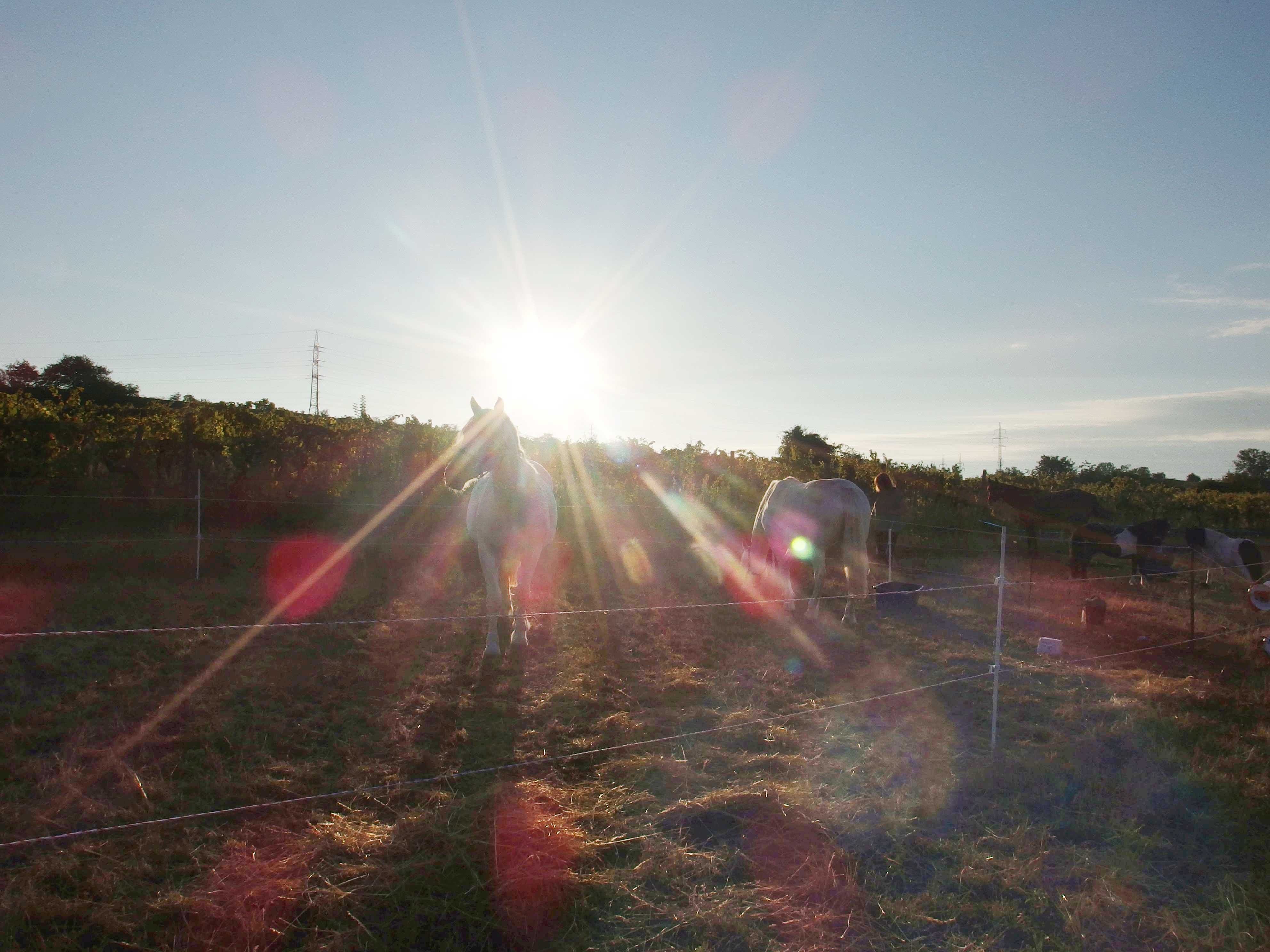 Morgens auf dem Weinberg