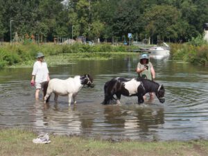 Ponys in der Elbe