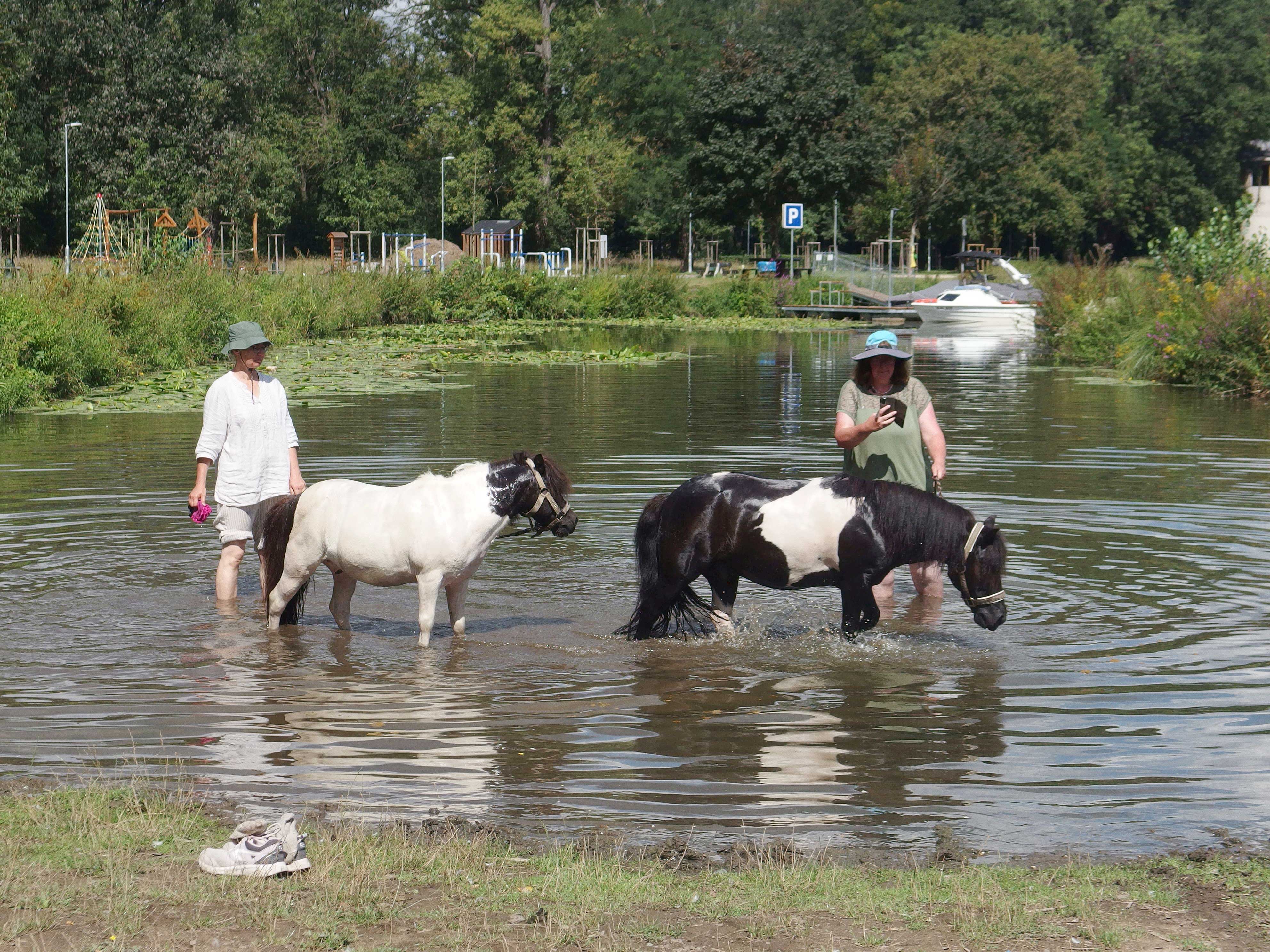 Ponys in der Elbe