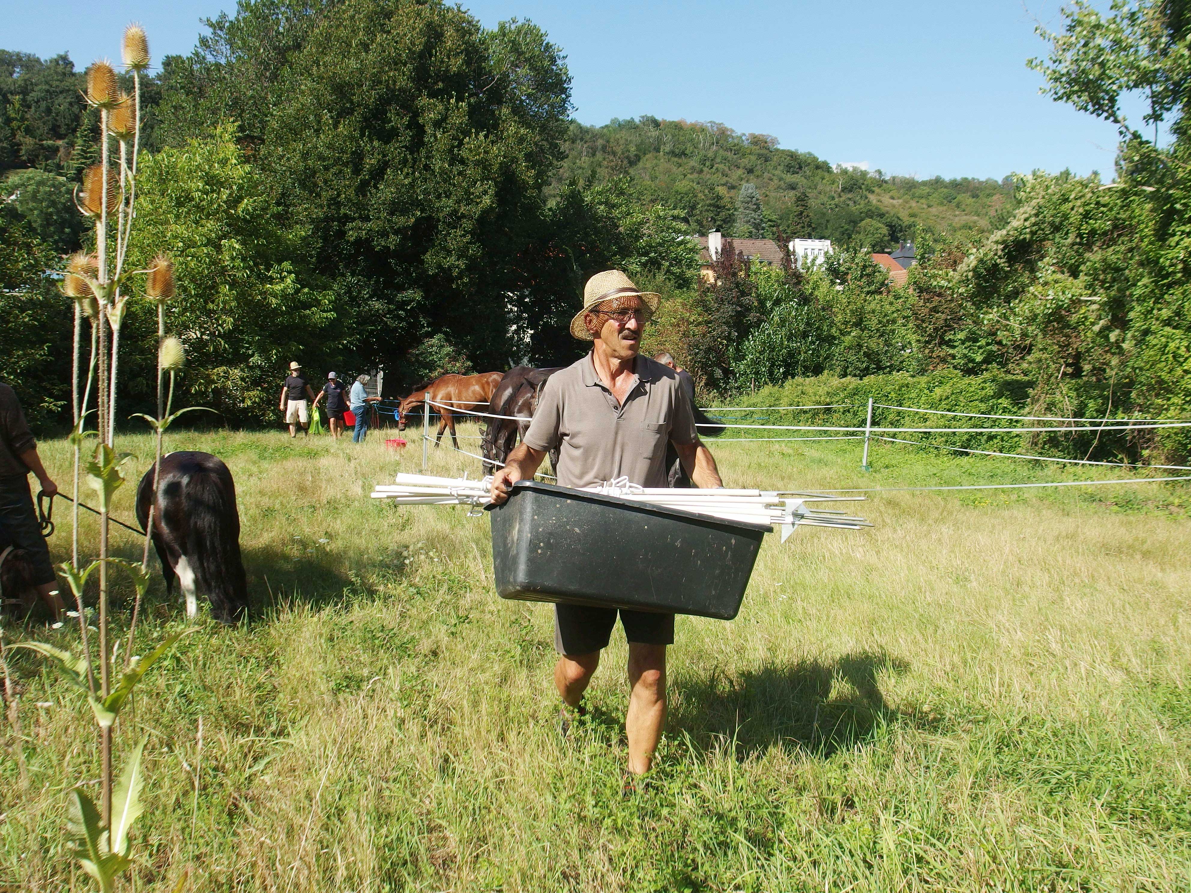 Wiese für die Pferde