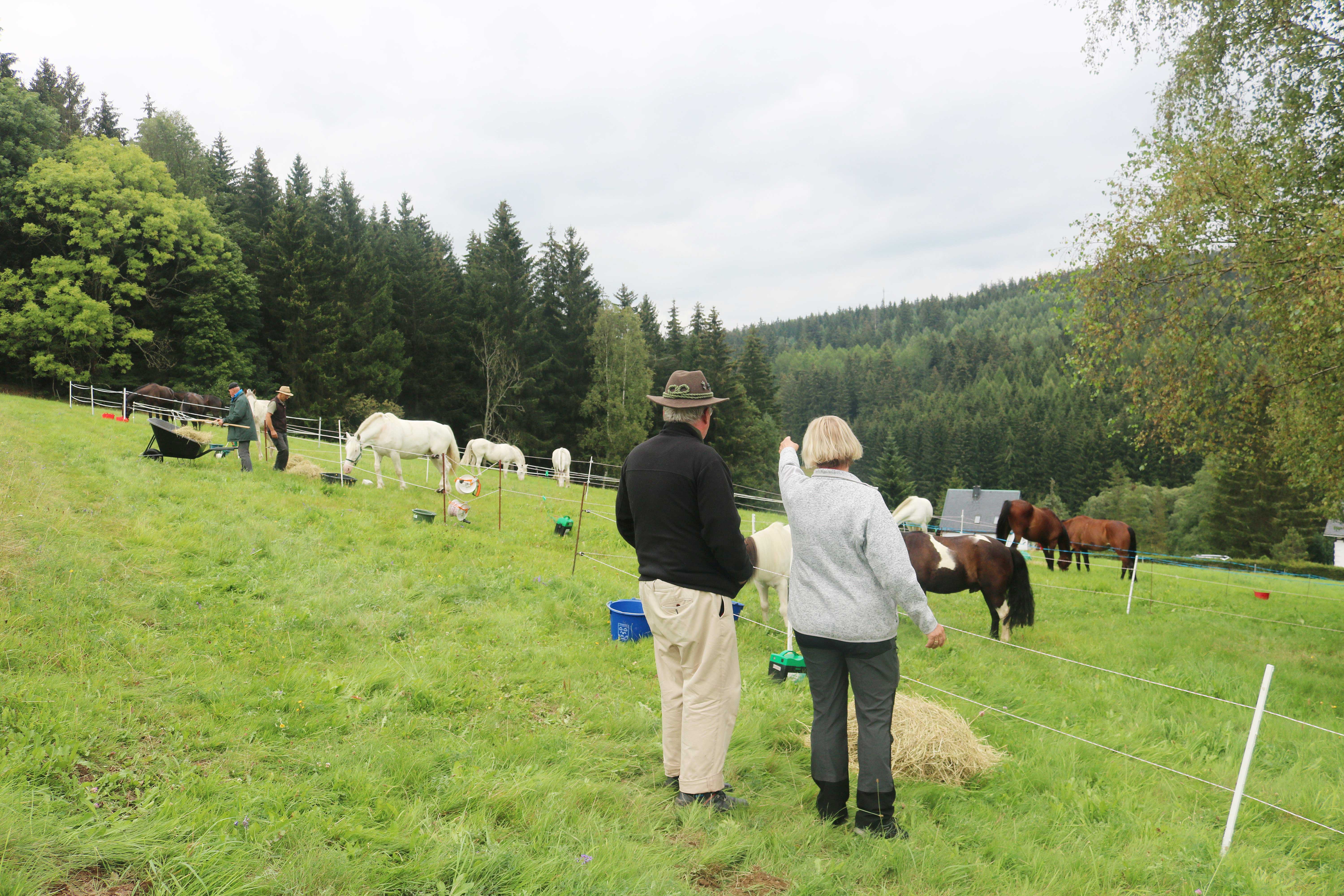 Wiese für unsere Pferde