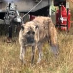 Rumäniens Hunde: Eine haarige Angelegenheit mit Herz (KI, angeregt von Helmut Kautz)