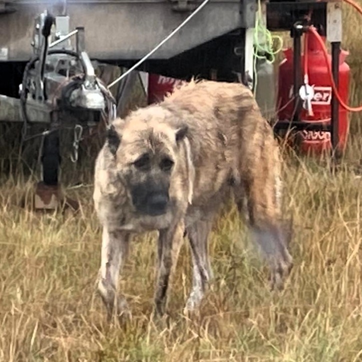 Rumäniens Hunde: Eine haarige Angelegenheit mit Herz (KI, angeregt von Helmut Kautz)