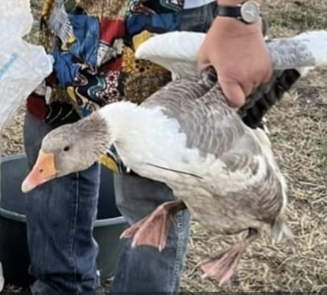 Geschichten vom Treck (Christina Barth-Bussmann)